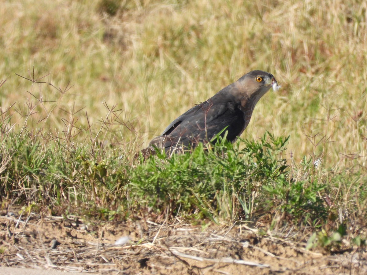 Cooper's Hawk - ML644559336