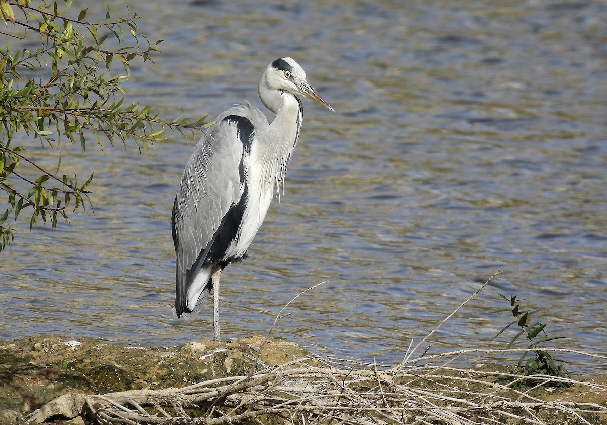 Koartza hauskara - ML644559339