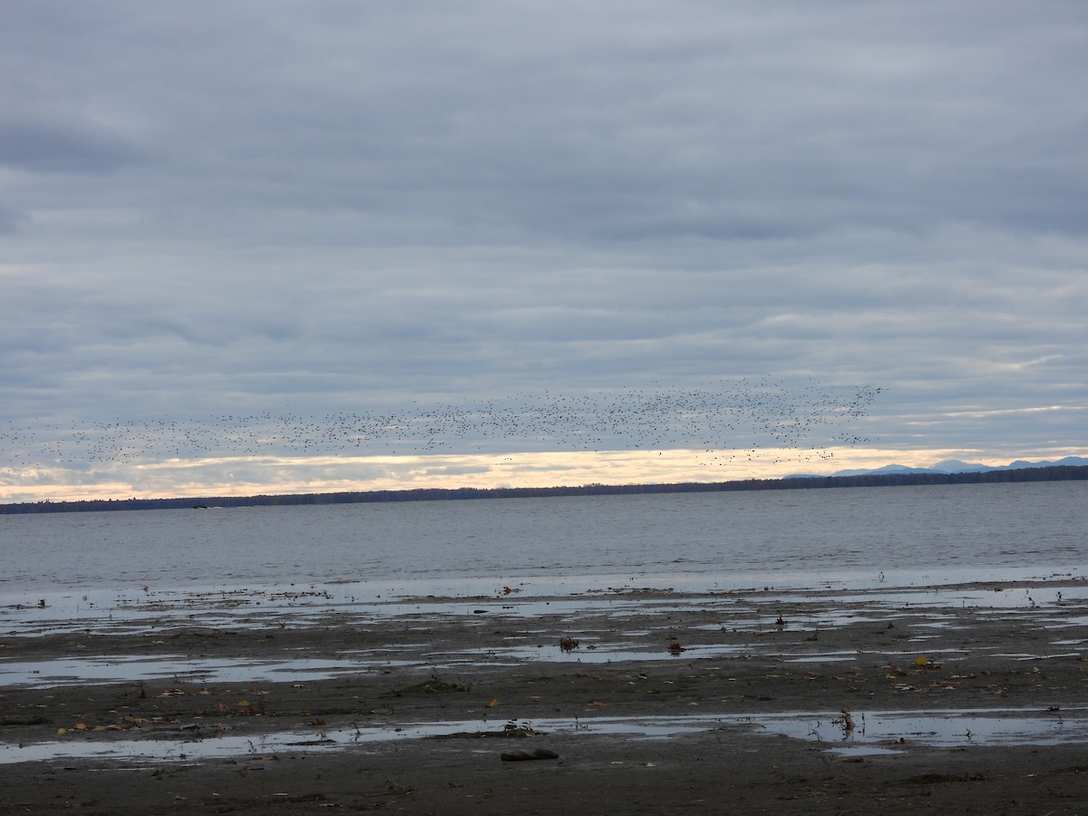 Greater/Lesser Scaup - ML644559348
