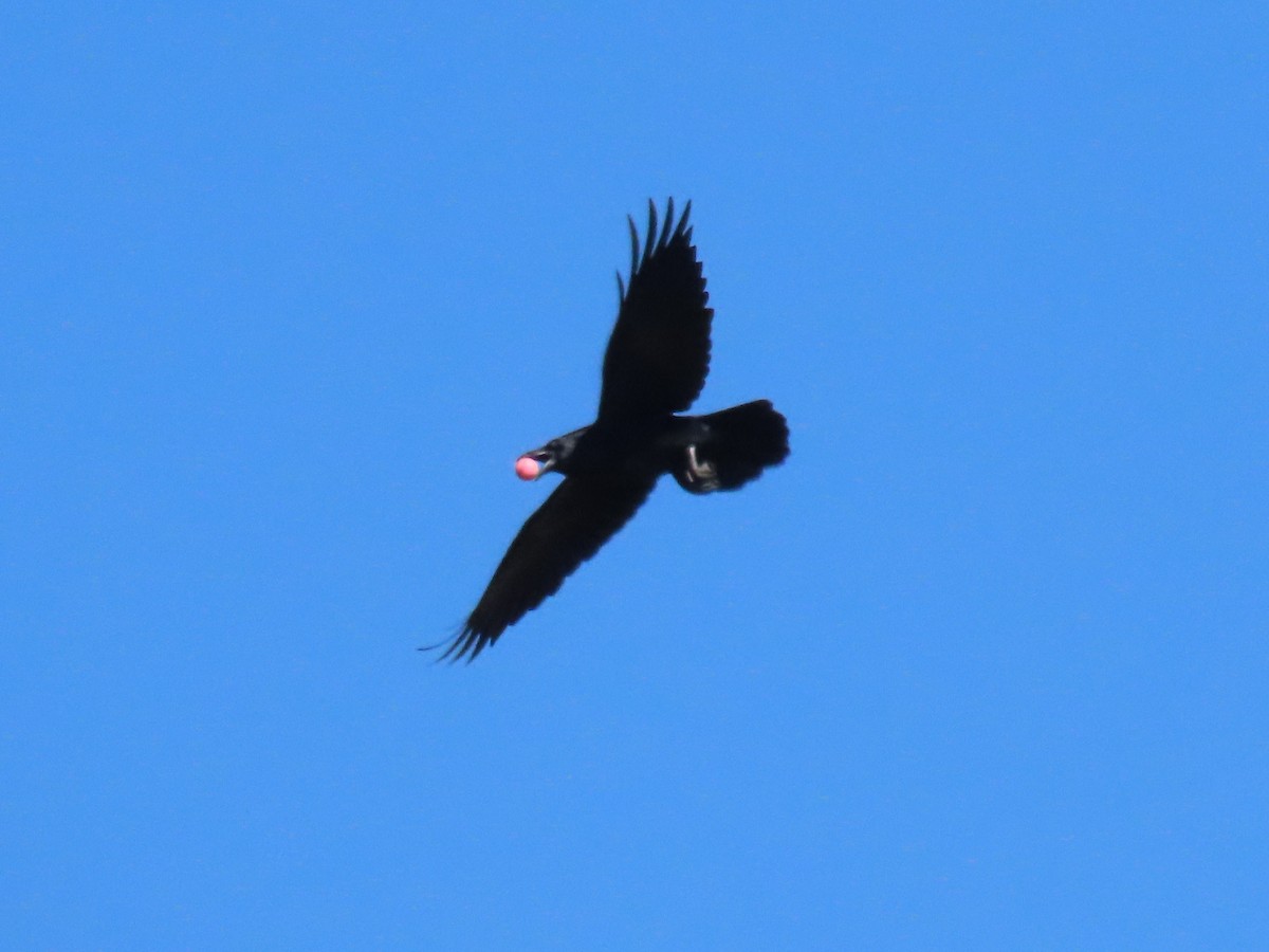 Common Raven - ML644559352