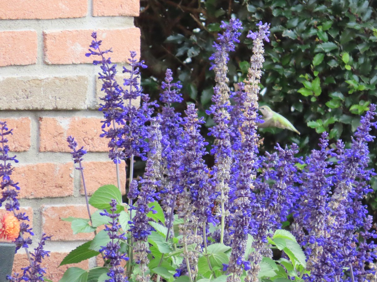 Black-chinned Hummingbird - ML644559355