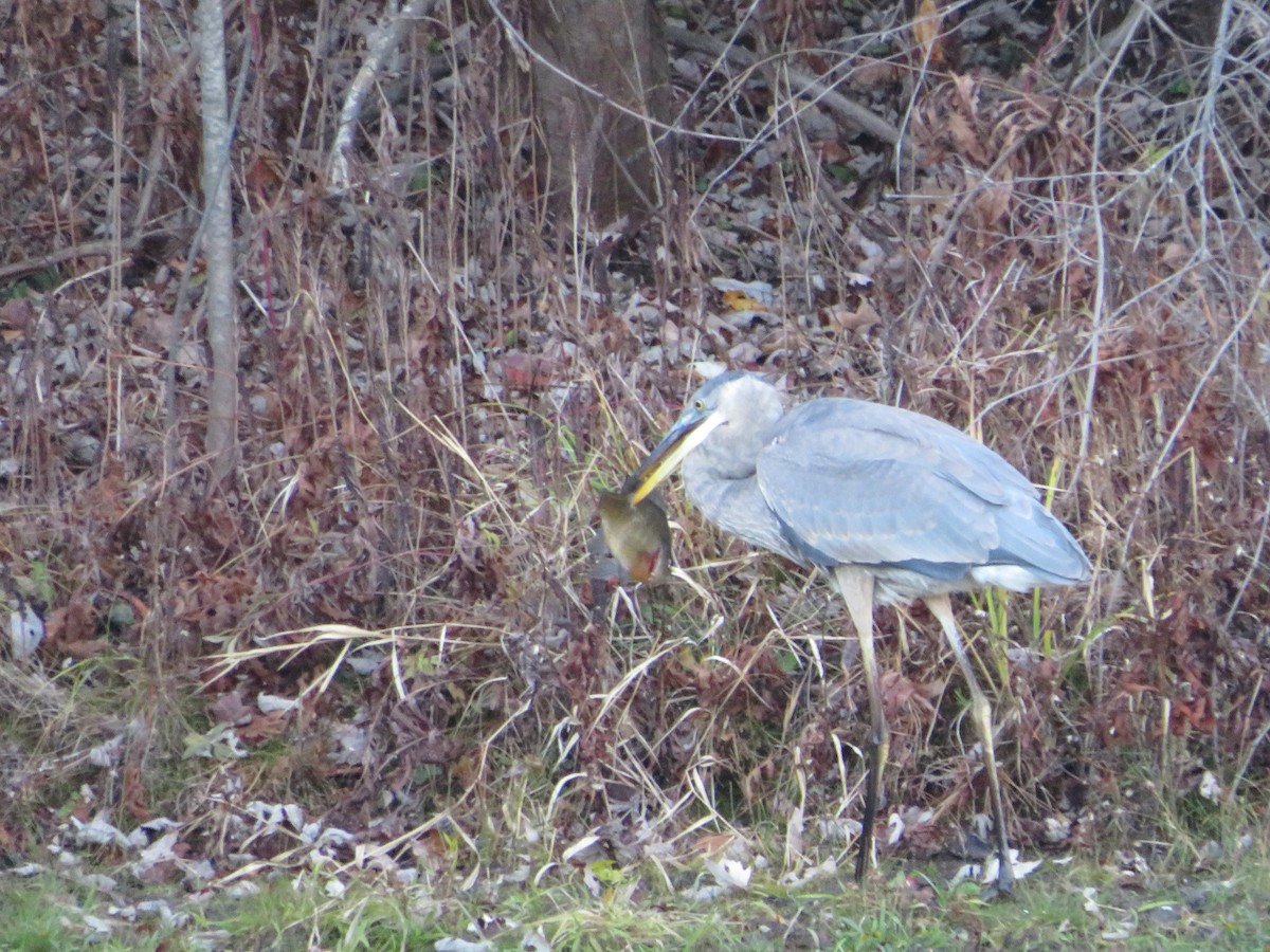 Great Blue Heron - ML644559359
