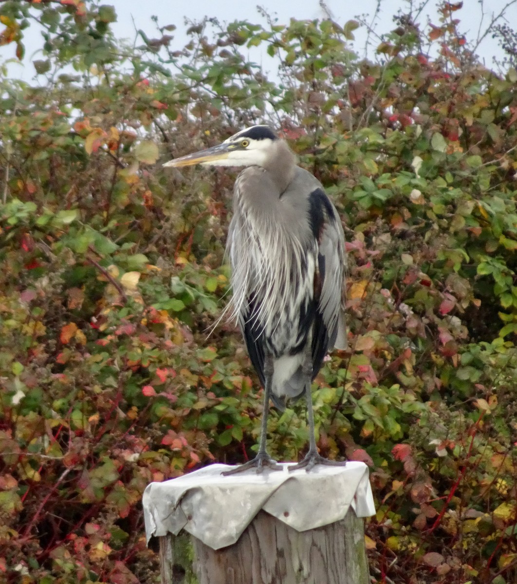 Great Blue Heron - ML644559360