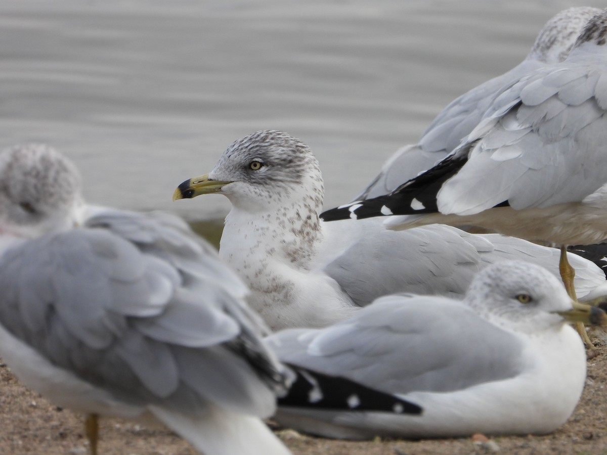 Ring-billed Gull - ML644559362