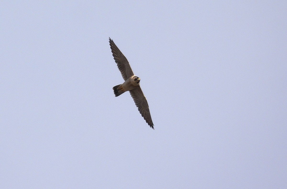 Belatz handia - ML644559366