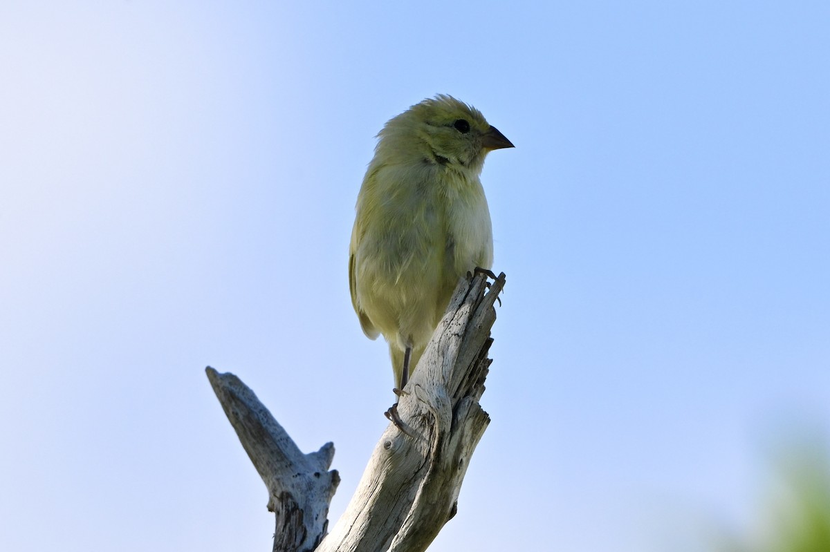 Goldbrauen-Gimpeltangare - ML644559369