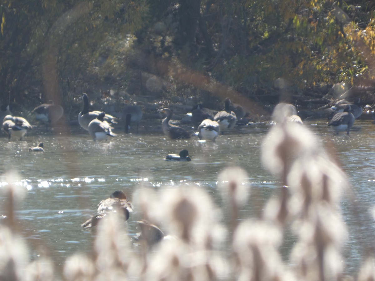Neotropic Cormorant - ML644559372