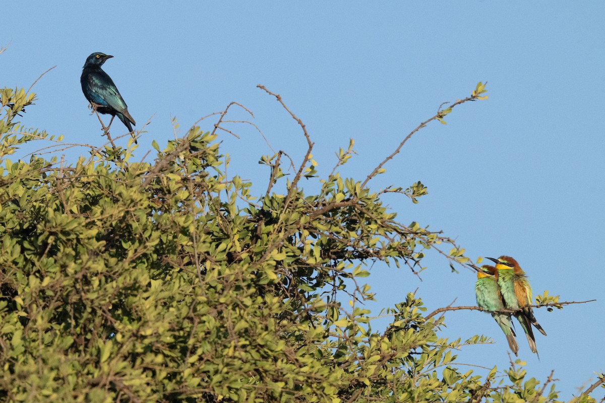 Greater Blue-eared Starling - ML644559375