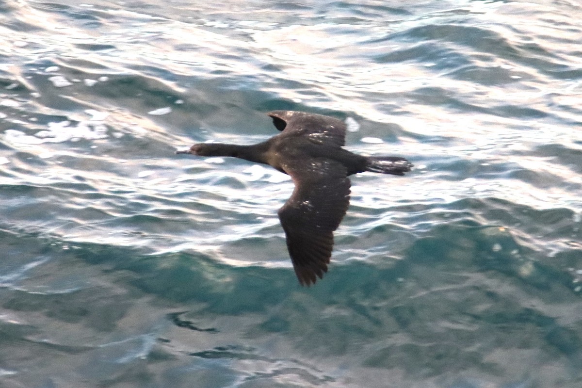 Pelagic Cormorant - ML644559386