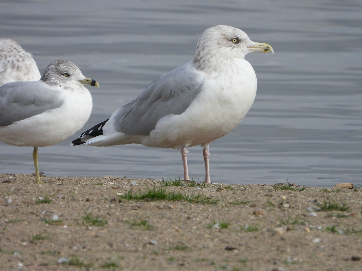 American Herring Gull - ML644559388
