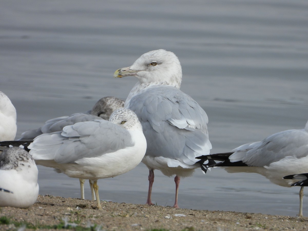 American Herring Gull - ML644559389