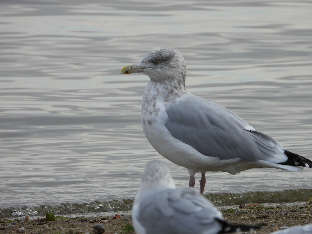 American Herring Gull - ML644559390