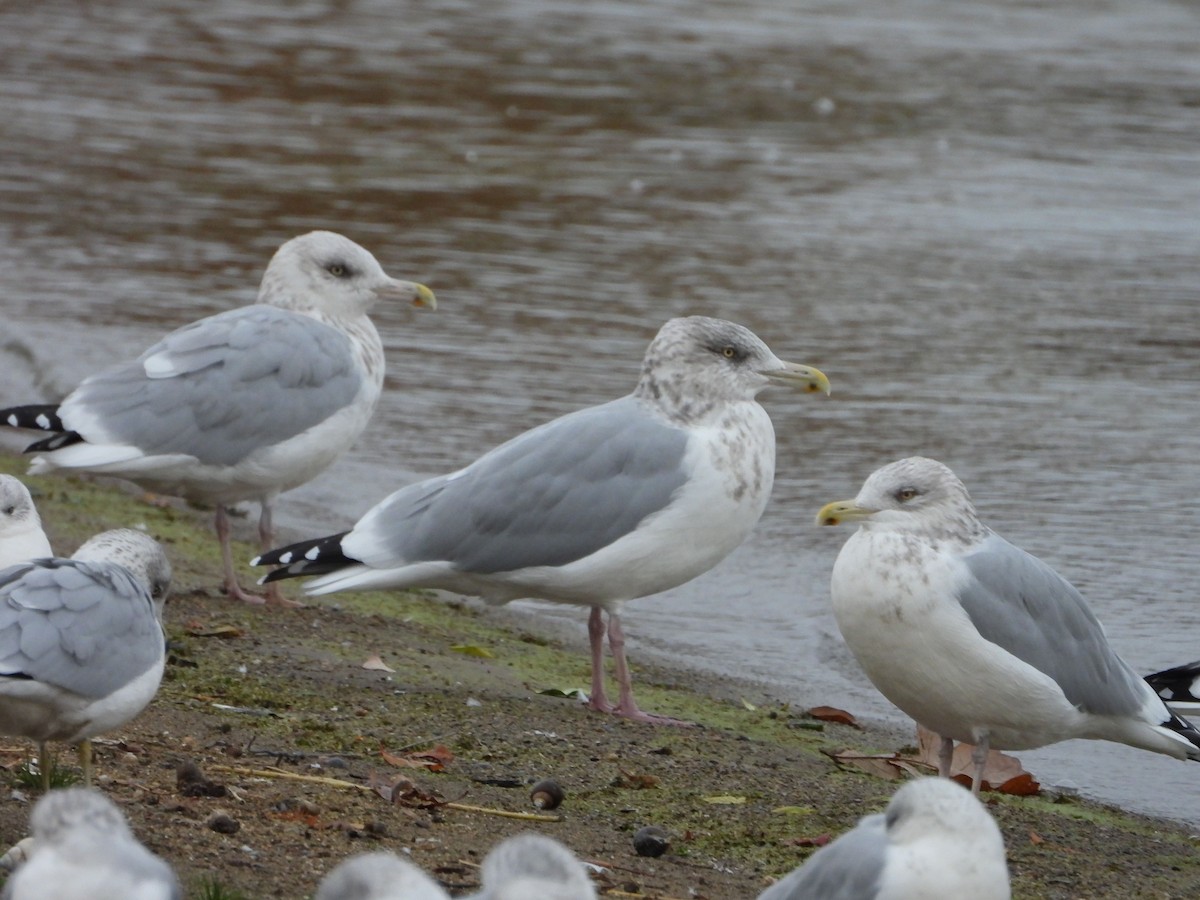 American Herring Gull - ML644559391