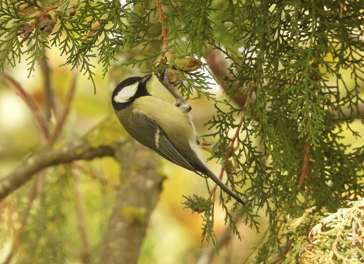 Kaskabeltz handia - ML644559394