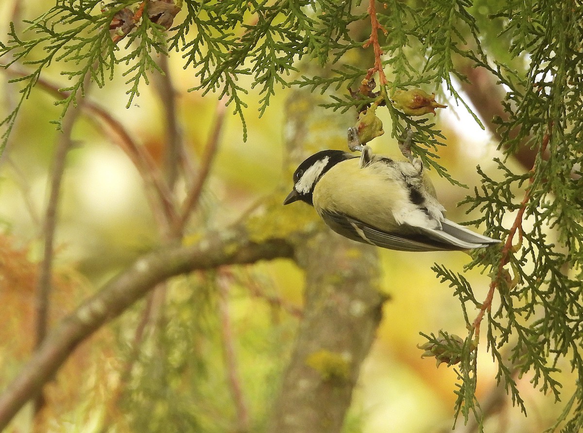 Kaskabeltz handia - ML644559398