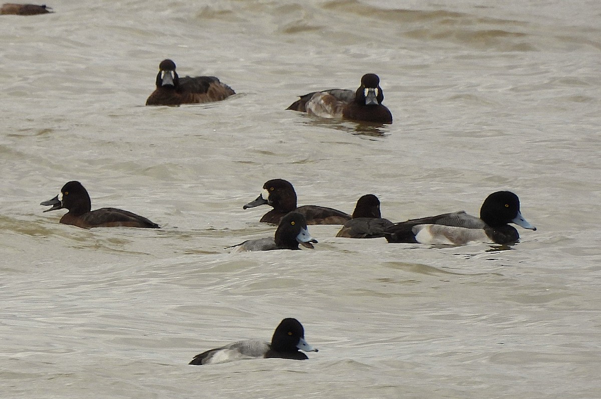 Greater Scaup - ML644559399