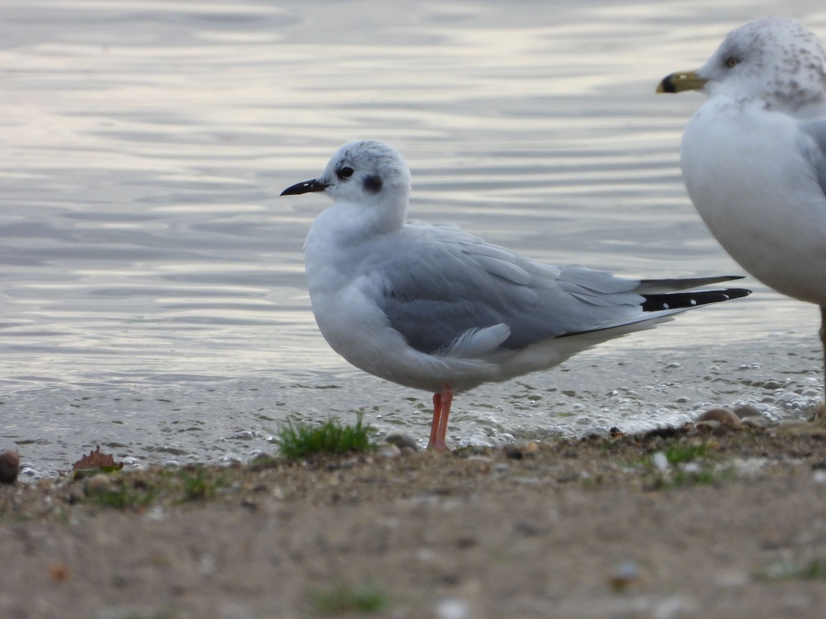 Bonaparte's Gull - ML644559403