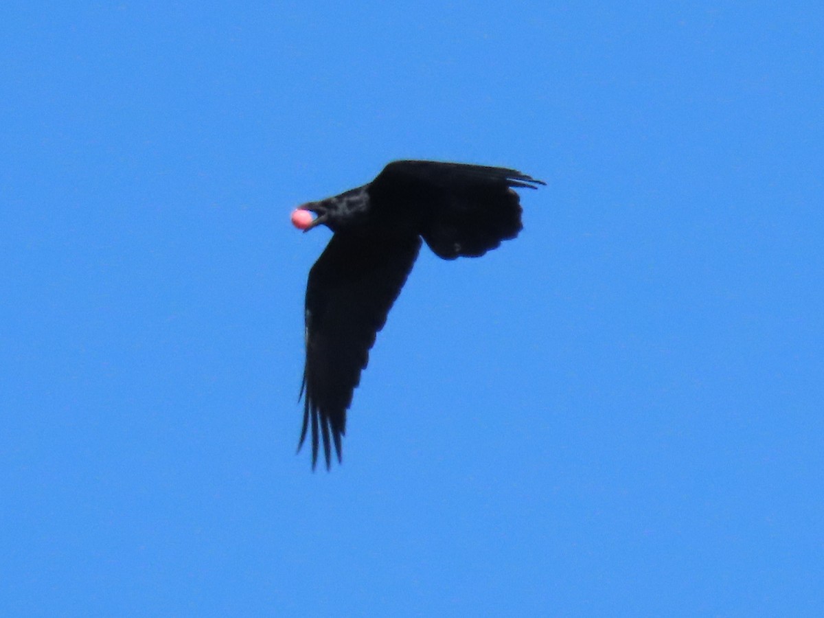 Common Raven - ML644559404