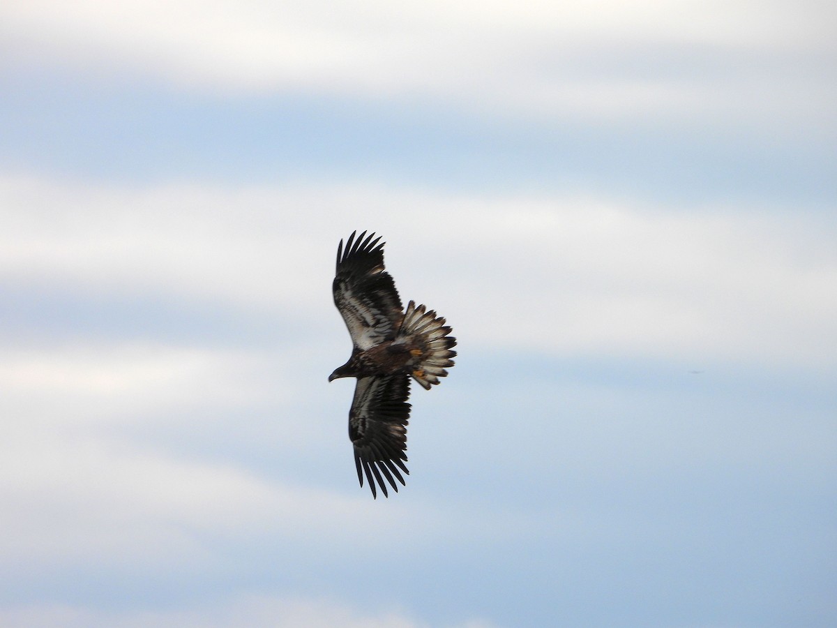 Bald Eagle - ML644559431