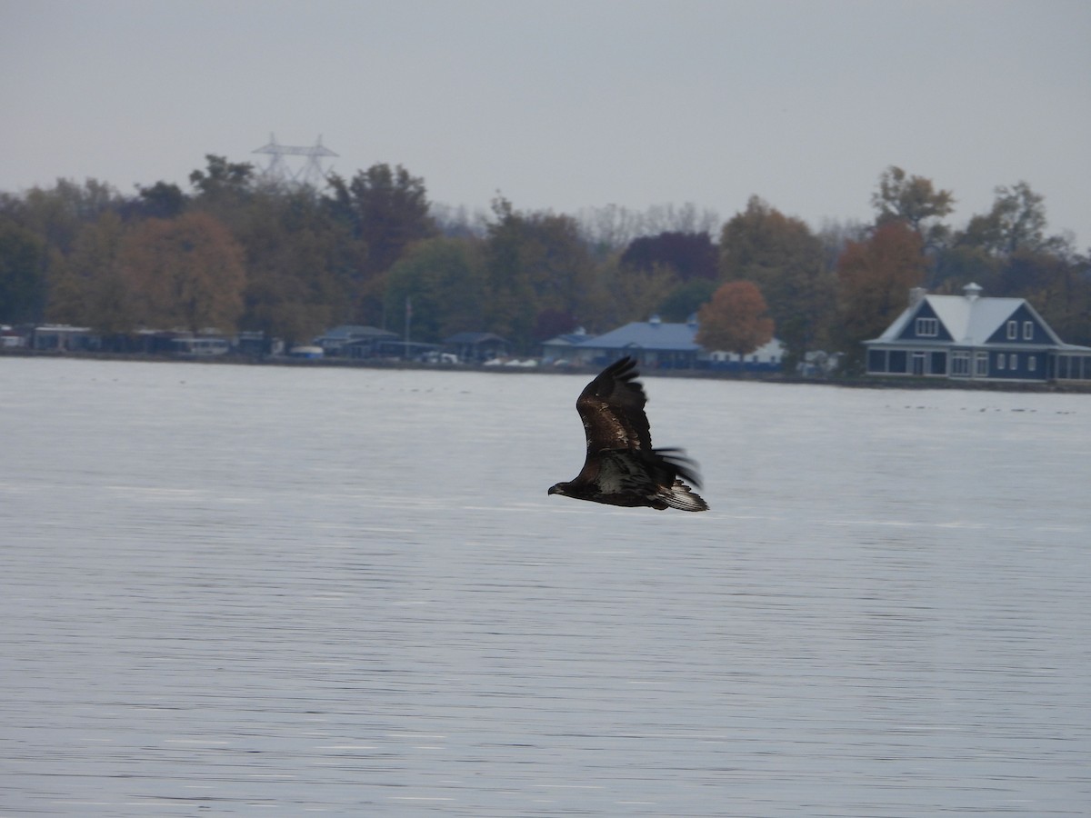 Bald Eagle - ML644559433