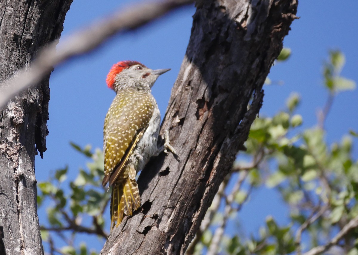 Golden-tailed Woodpecker - ML644559447