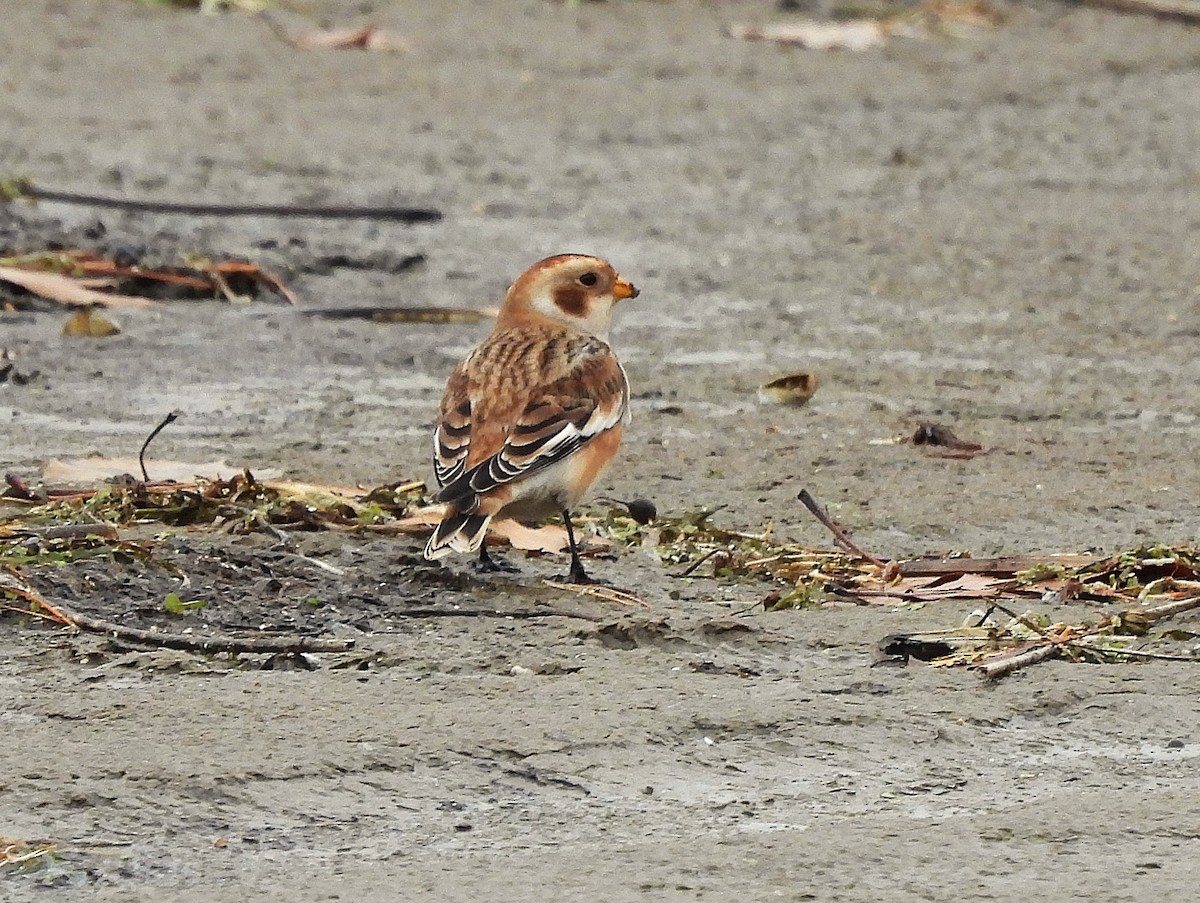 Snow Bunting - ML644559449