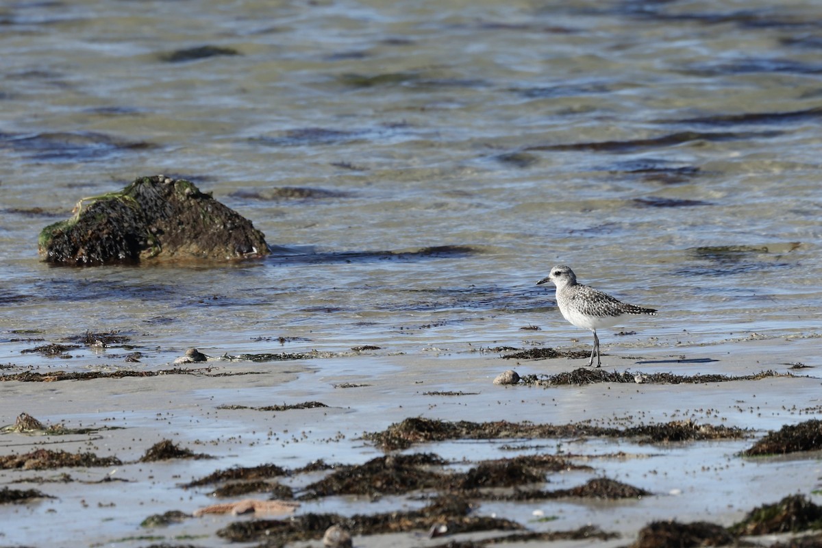 Txirri grisa - ML644559451