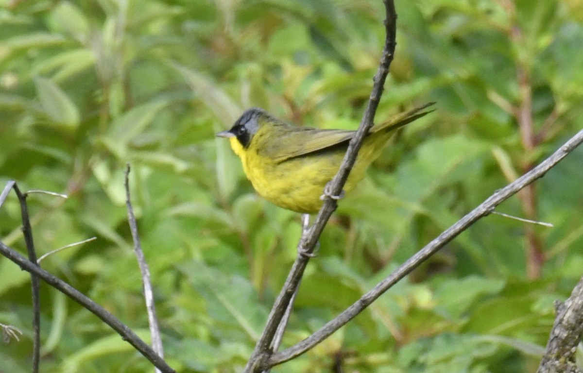 Paruline voilée - ML644559457