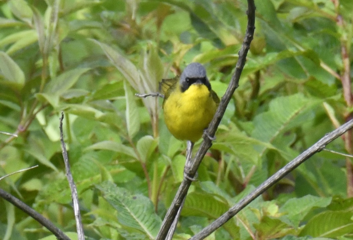 Paruline voilée - ML644559463