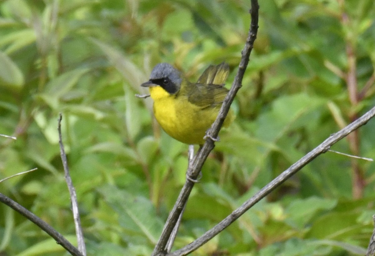 Paruline voilée - ML644559467