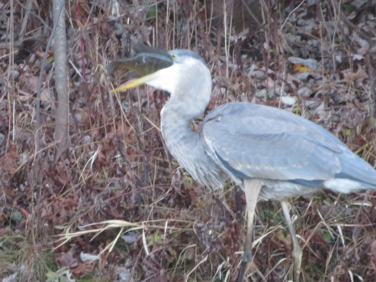 Great Blue Heron - ML644559468