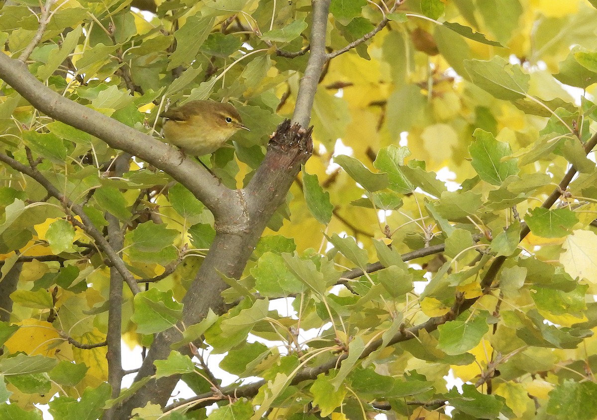 Txio arrunta - ML644559471