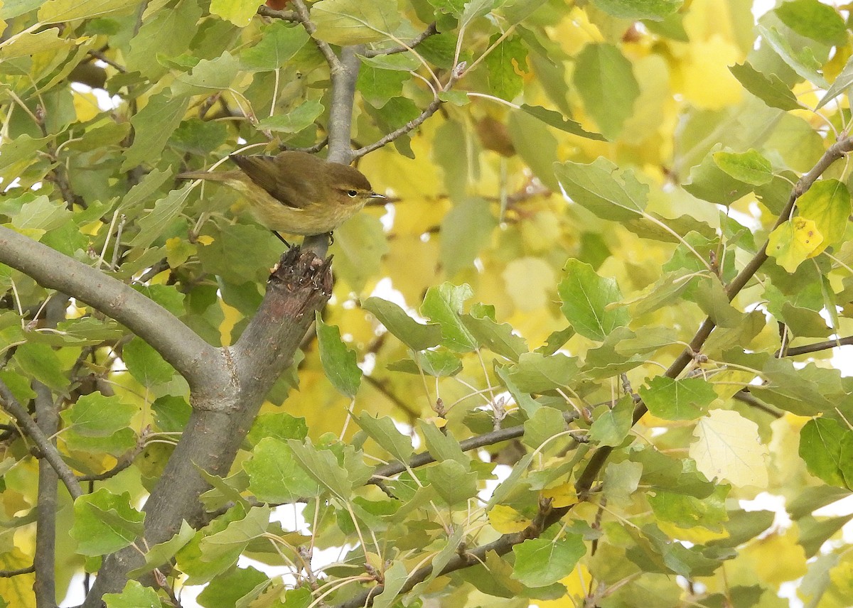 Txio arrunta - ML644559479