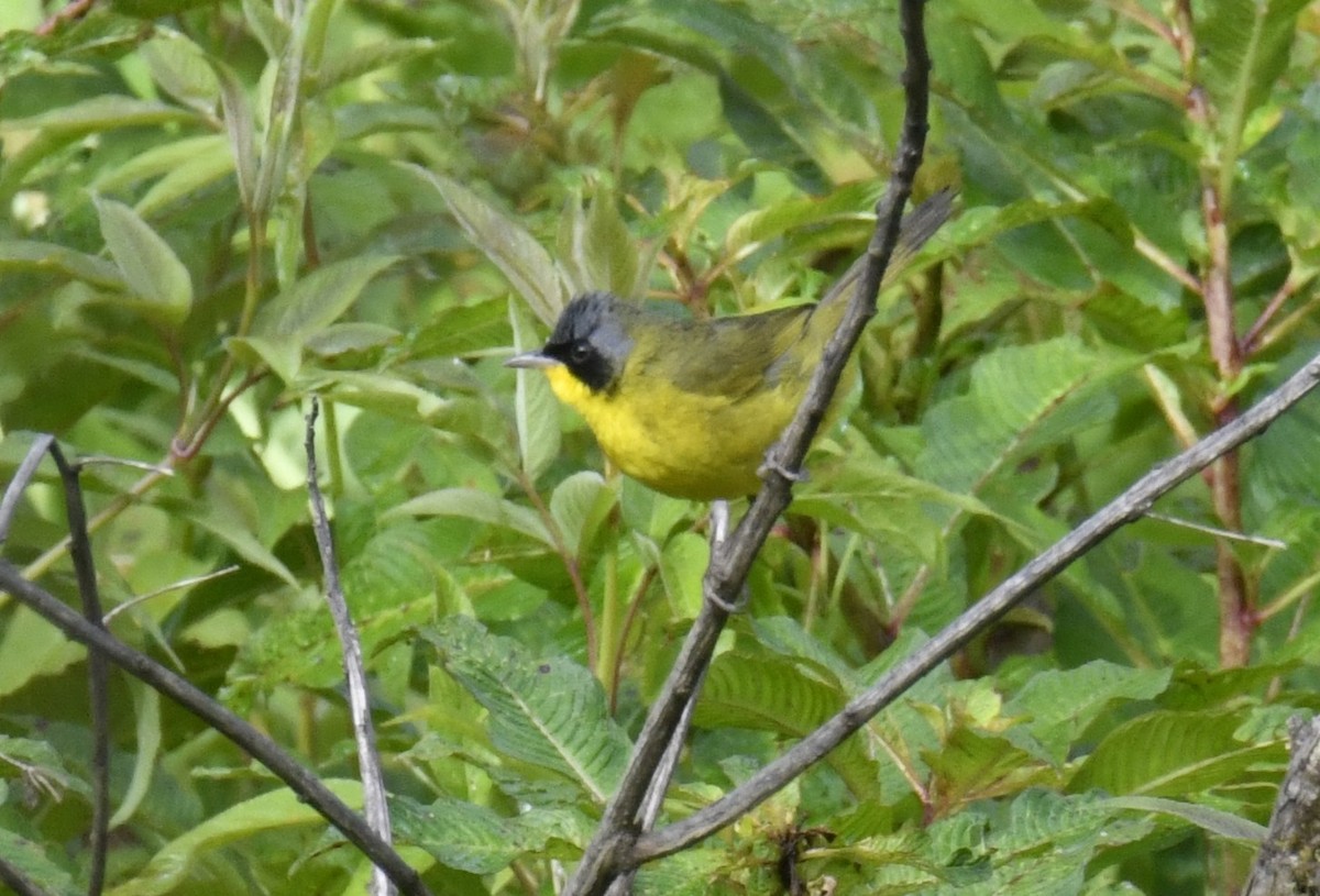 Paruline voilée - ML644559480