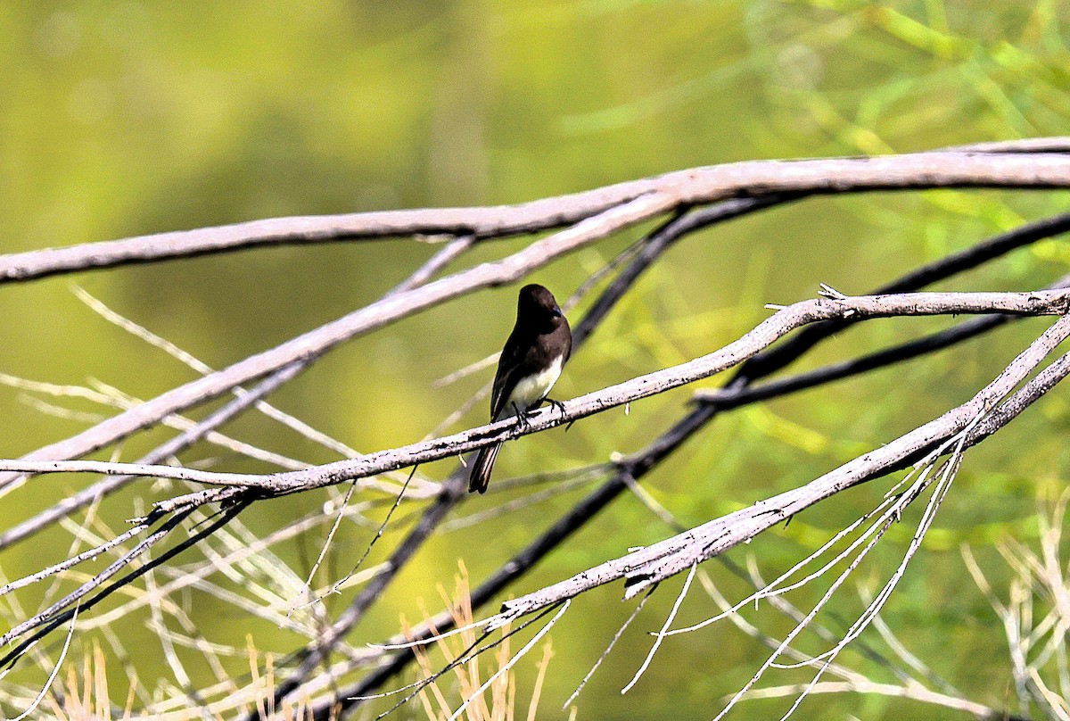 svartfibi - ML644559483