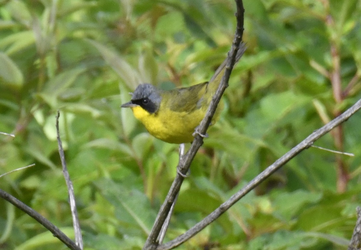 Paruline voilée - ML644559484