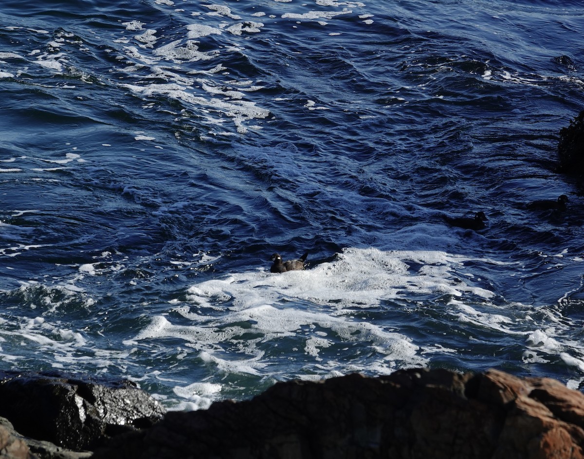 Harlequin Duck - ML644559487