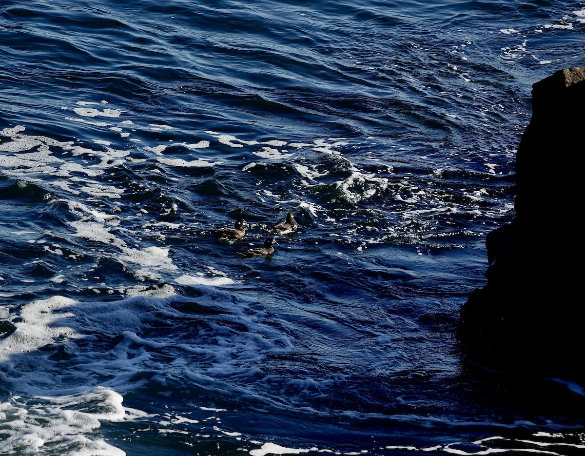 Harlequin Duck - ML644559488