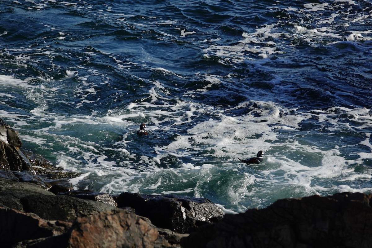 Harlequin Duck - ML644559489