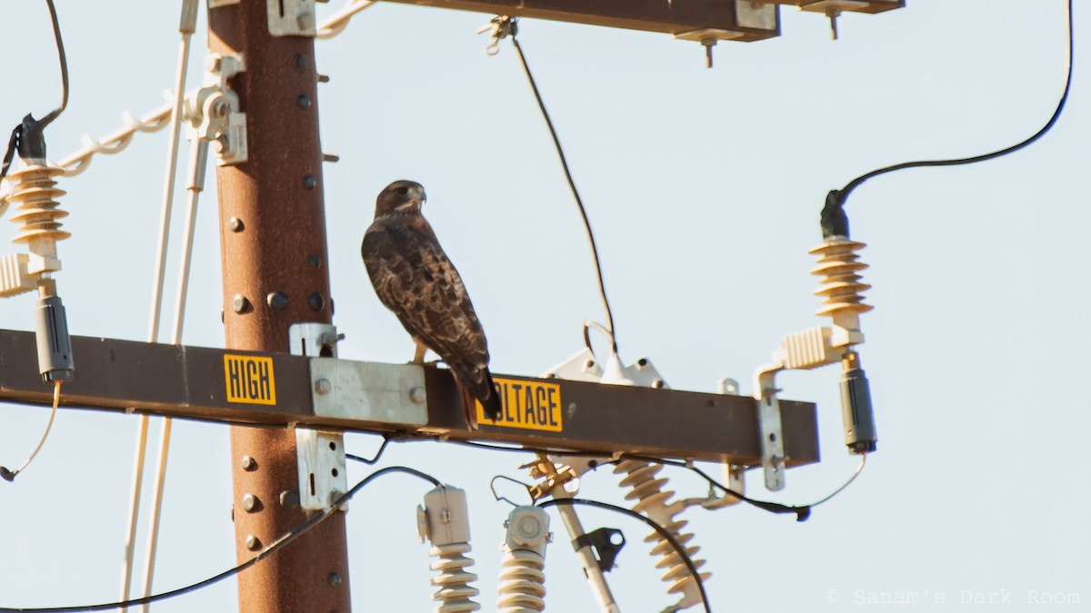 Busardo Colirrojo - ML644559495