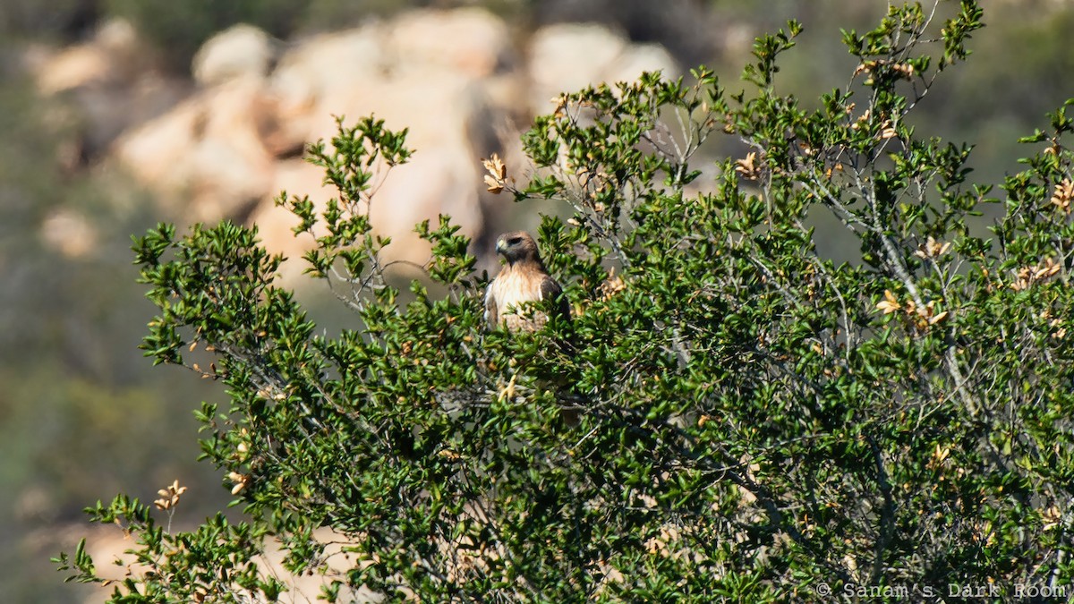Busardo Colirrojo - ML644559496