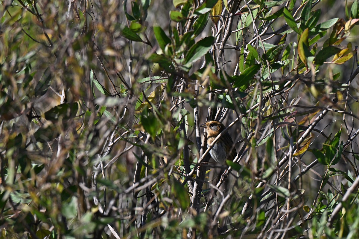 Nelson's Sparrow (Interior) - ML644559498
