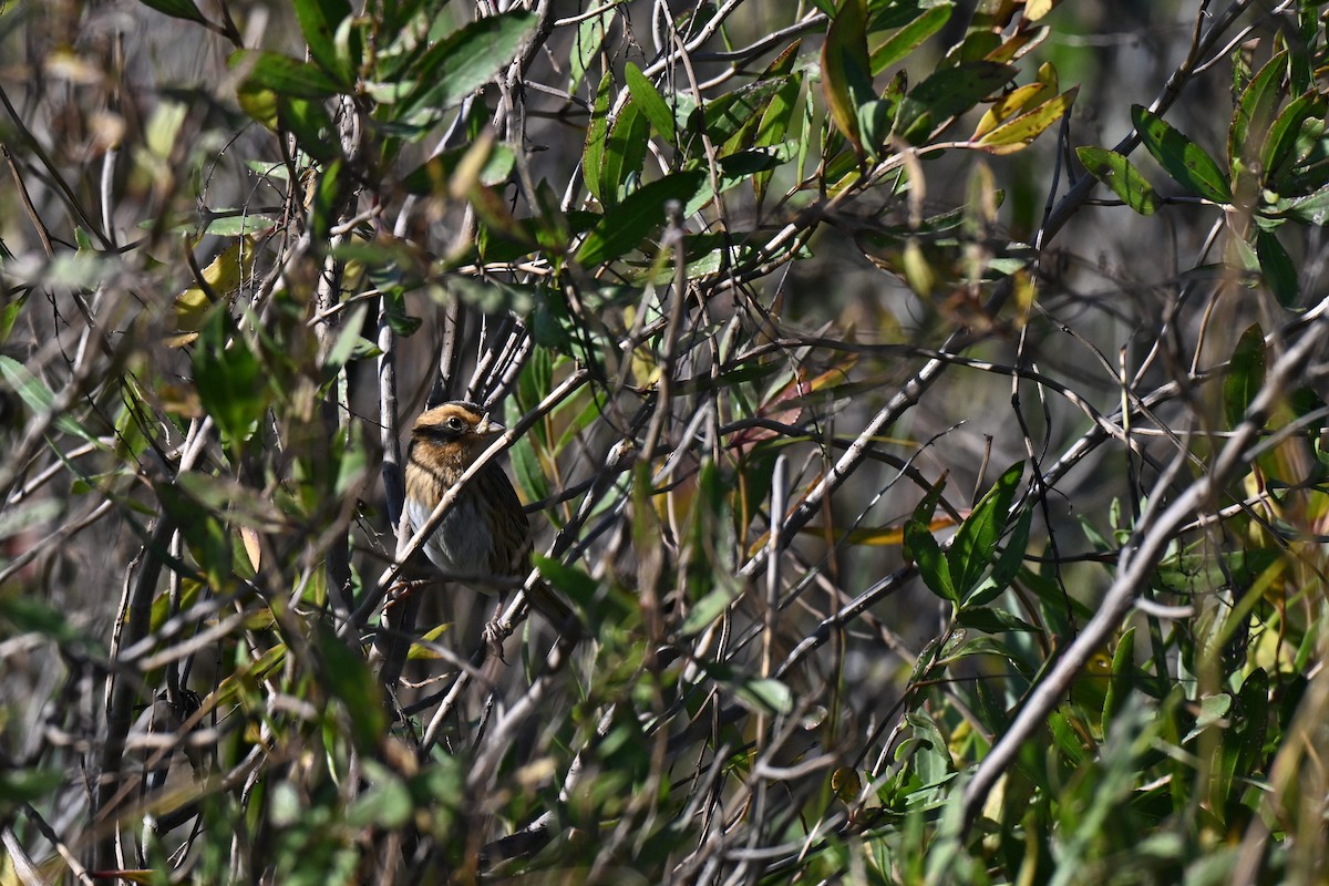 Nelson's Sparrow (Interior) - ML644559499