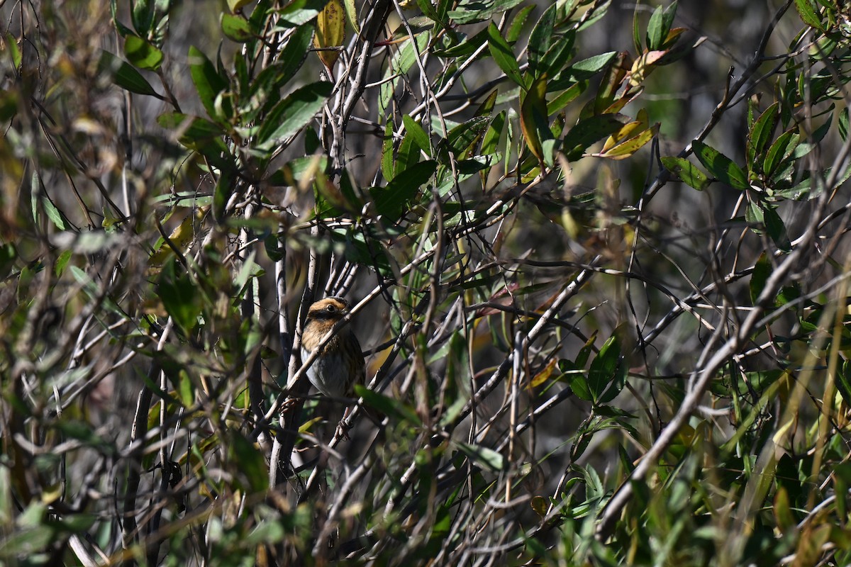 Nelson's Sparrow (Interior) - ML644559500