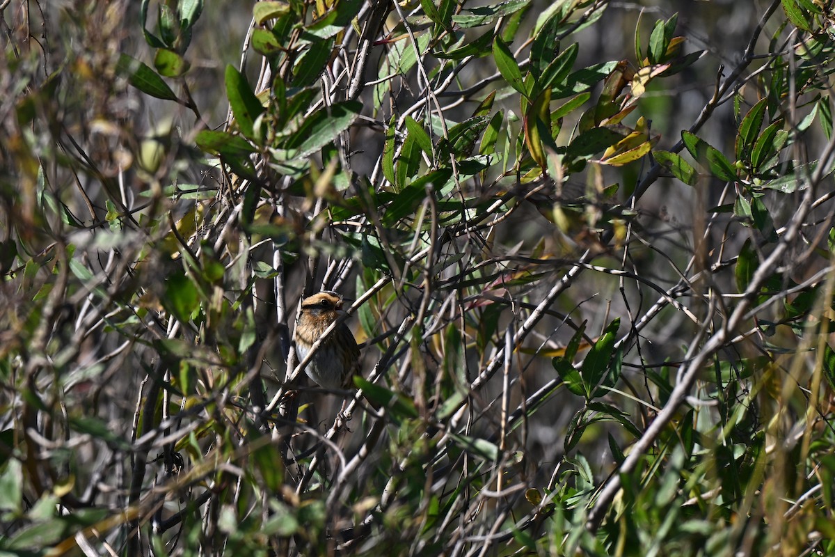 Nelson's Sparrow (Interior) - ML644559501