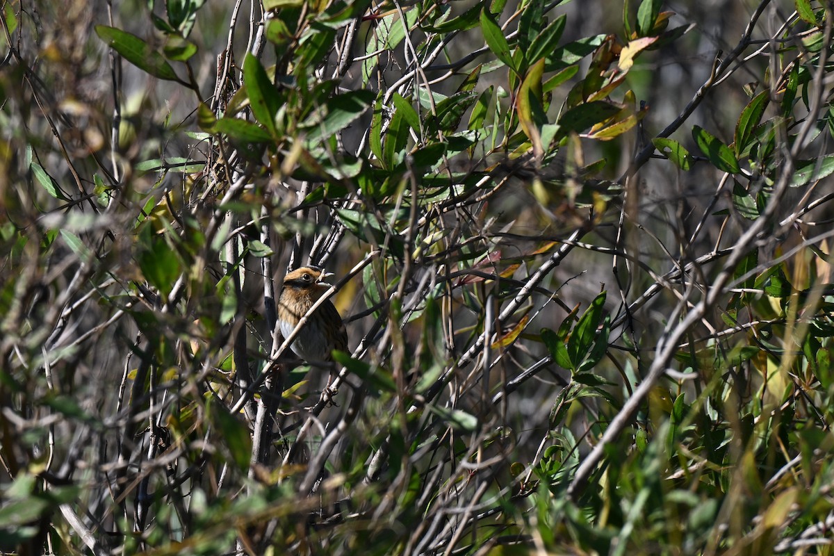Nelson's Sparrow (Interior) - ML644559502