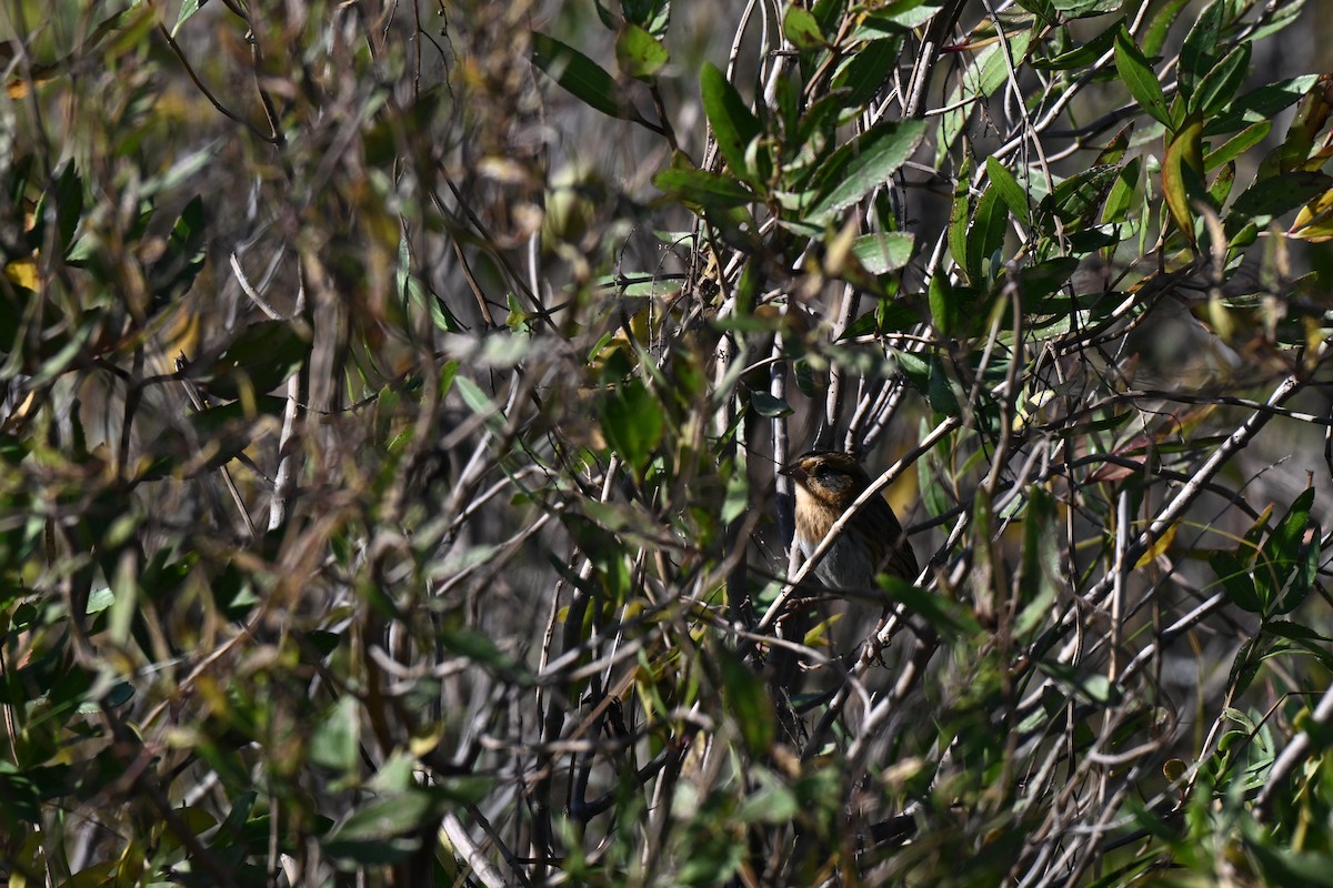 Nelson's Sparrow (Interior) - ML644559503