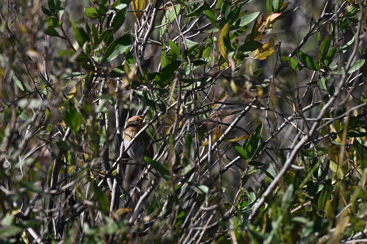 Nelson's Sparrow (Interior) - ML644559504