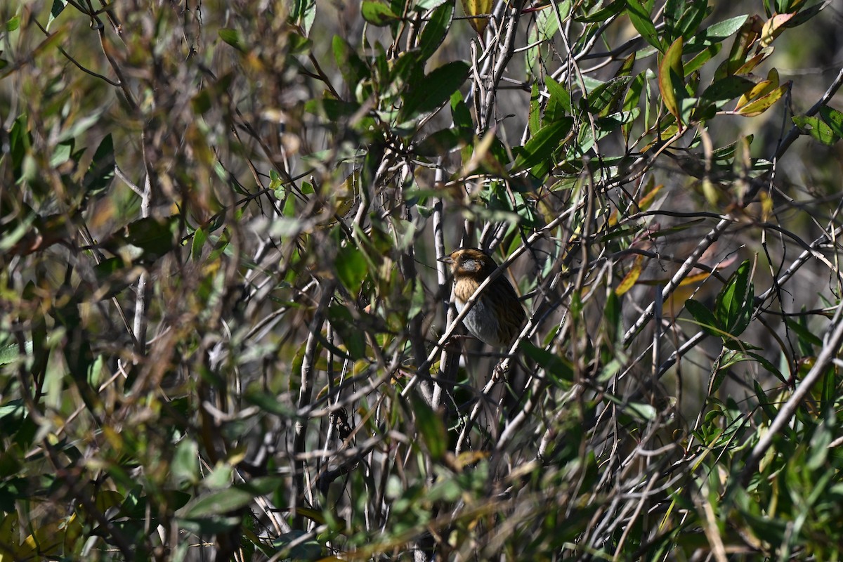 Nelson's Sparrow (Interior) - ML644559505