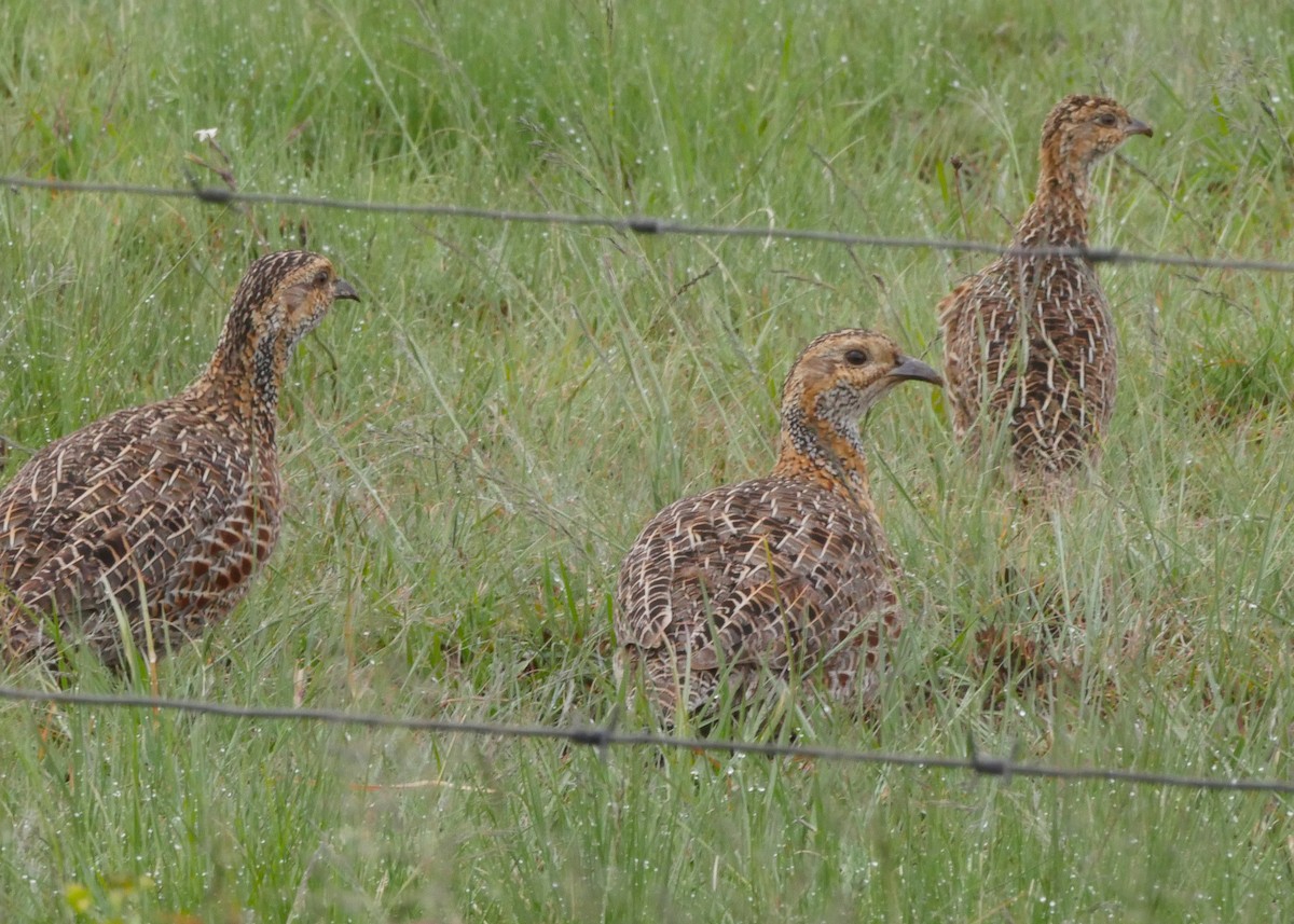 Gray-winged Francolin - ML644559509